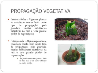 PROPAGAÇÃO VEGETATIVA
 Estaquia folha - Algumas plantas
se encaixam muito bem neste
tipo de propagação, pois
guardam muitas substâncias
nutritivas na raiz e tem grande
poder de regeneração
 Estaquia raiz - Algumas plantas se
encaixam muito bem neste tipo
de propagação, pois guardam
muitas substâncias nutritivas na
raiz e tem grande poder de
regeneração.
 Faça um corte reto junto à base
da raiz mãe e um corte oblíquo
na outra ponta.
 