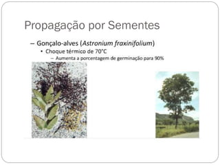 Propagação por Sementes
 