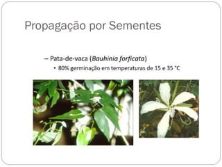 Propagação por Sementes
 