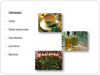 • Utilização:
 Chás;
 Óleos essenciais;
 Garrafadas;
 Culinária;
 Banhos.
 