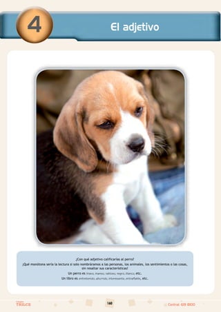 160
Colegios
TRILCE Central: 619 8100
¿Con qué adjetivo calificarías al perro?
¡Qué monótona sería la lectura si solo nombráramos a las personas, los animales, los sentimientos o las cosas,
sin resaltar sus características!
Un perro es bravo, manso, rabioso, negro, blanco, etc.
Un libro es entretenido, aburrido, interesante, entrañable, etc.
El adjetivo
4
 