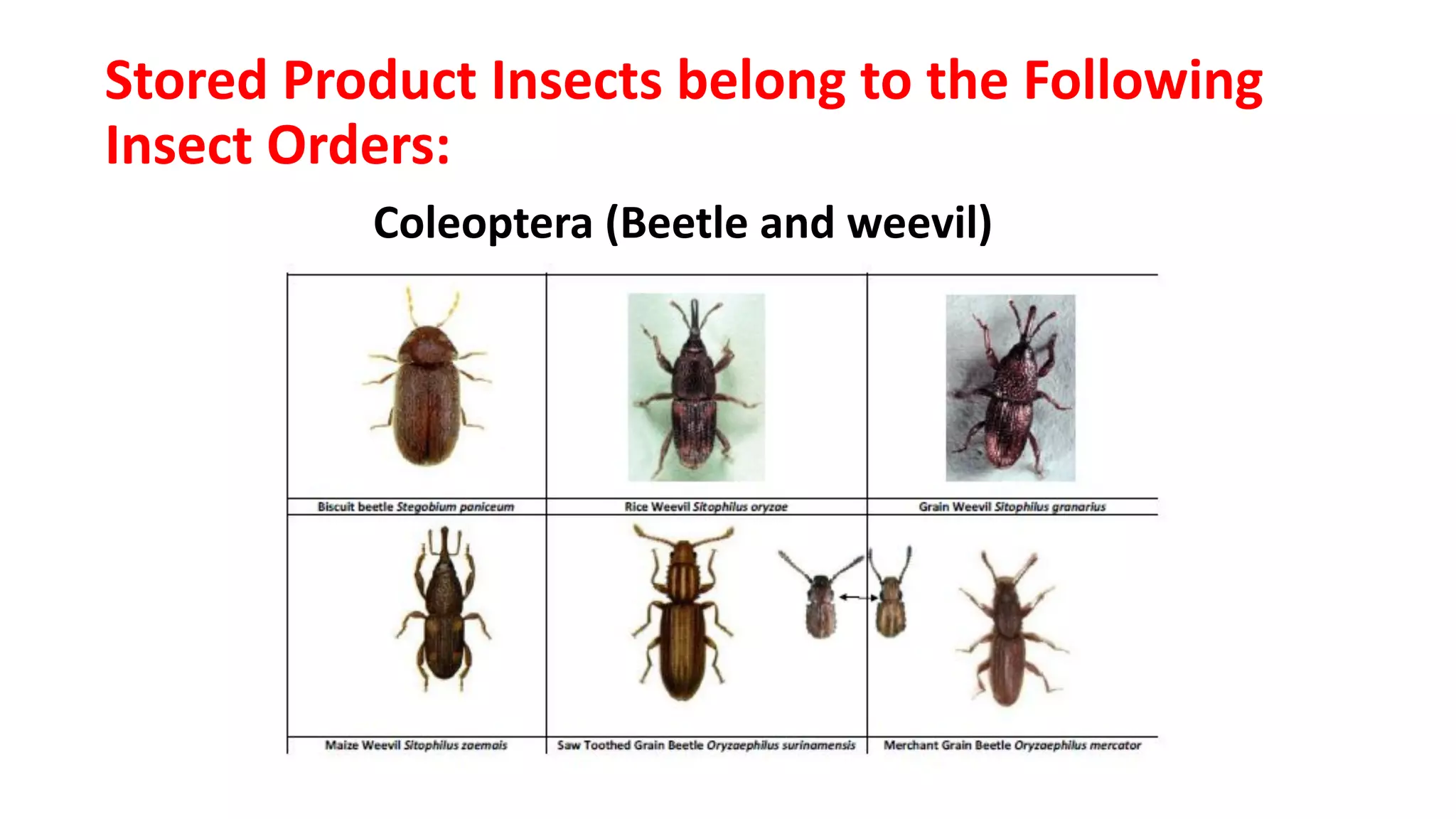 09.D) Stored Product Pest dan Perkembangan Terbaru.pptx.pdf