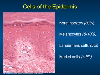 09.24.08: Skin and Glands | PDF