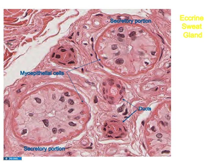 eccrine sweat glands