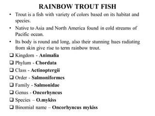 RAINBOW TROUT FISH
• Trout is a fish with variety of colors based on its habitat and
species.
• Native to Asia and North America found in cold streams of
Pacific ocean.
• Its body is round and long, also their stunning hues radiating
from skin give rise to term rainbow trout.
❑ Kingdom - Animalia
❑ Phylum - Chordata
❑ Class - Actinoptergii
❑ Order - Salmoniformes
❑ Family - Salmonidae
❑ Genus - Oncorhyncus
❑ Species – O.mykiss
❑ Binomial name – Oncorhyncus mykiss
 