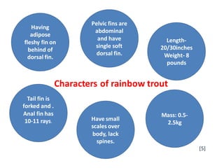 Characters of rainbow trout
Having
adipose
fleshy fin on
behind of
dorsal fin.
Pelvic fins are
abdominal
and have
single soft
dorsal fin.
Length-
20/30inches
Weight- 8
pounds
Mass: 0.5-
2.5kg
Have small
scales over
body, lack
spines.
Tail fin is
forked and .
Anal fin has
10-11 rays.
[5]
 