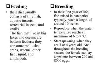 ❑Feeding
• their diet usually
consists of tiny fish,
aquatic insects,
terrestrial insects, and
snails.
The fish that live in big
lakes and oceans are
bottom feeders; they
consume mollusks,
crabs, worms, other
fish, squid, and
amphipods
❑Breeding
• In their first year of life,
fish raised in hatcheries
typically reach a length of
around 10 inches.
• Reproduce when the water
temperature reaches a
minimum of 6 to 7 °C.
• Start spawning when they
are 3 or 4 years old. And
throughout the breeding
season, the female can lay
anywhere between 200 and
8000 eggs.
 