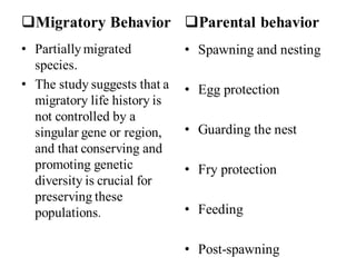❑Migratory Behavior
• Partially migrated
species.
• The study suggests that a
migratory life history is
not controlled by a
singular gene or region,
and that conserving and
promoting genetic
diversity is crucial for
preserving these
populations.
❑Parental behavior
• Spawning and nesting
• Egg protection
• Guarding the nest
• Fry protection
• Feeding
• Post-spawning
 