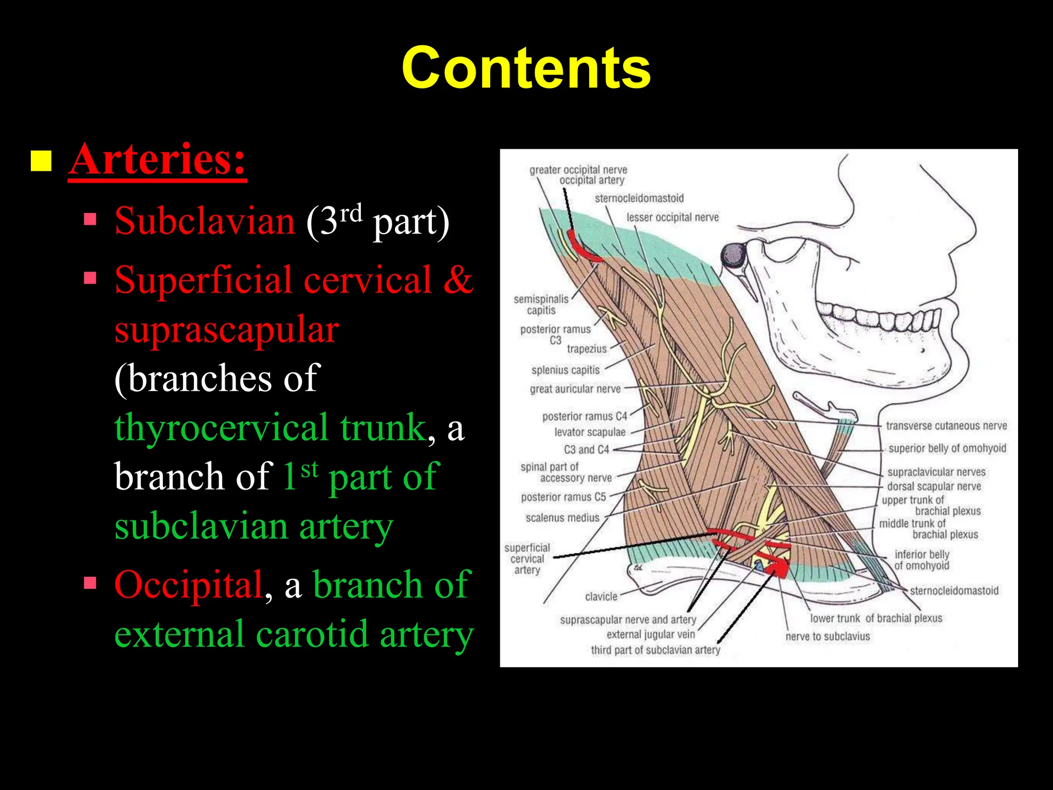 09. Posterior Tr iangle of the Neck.ppt