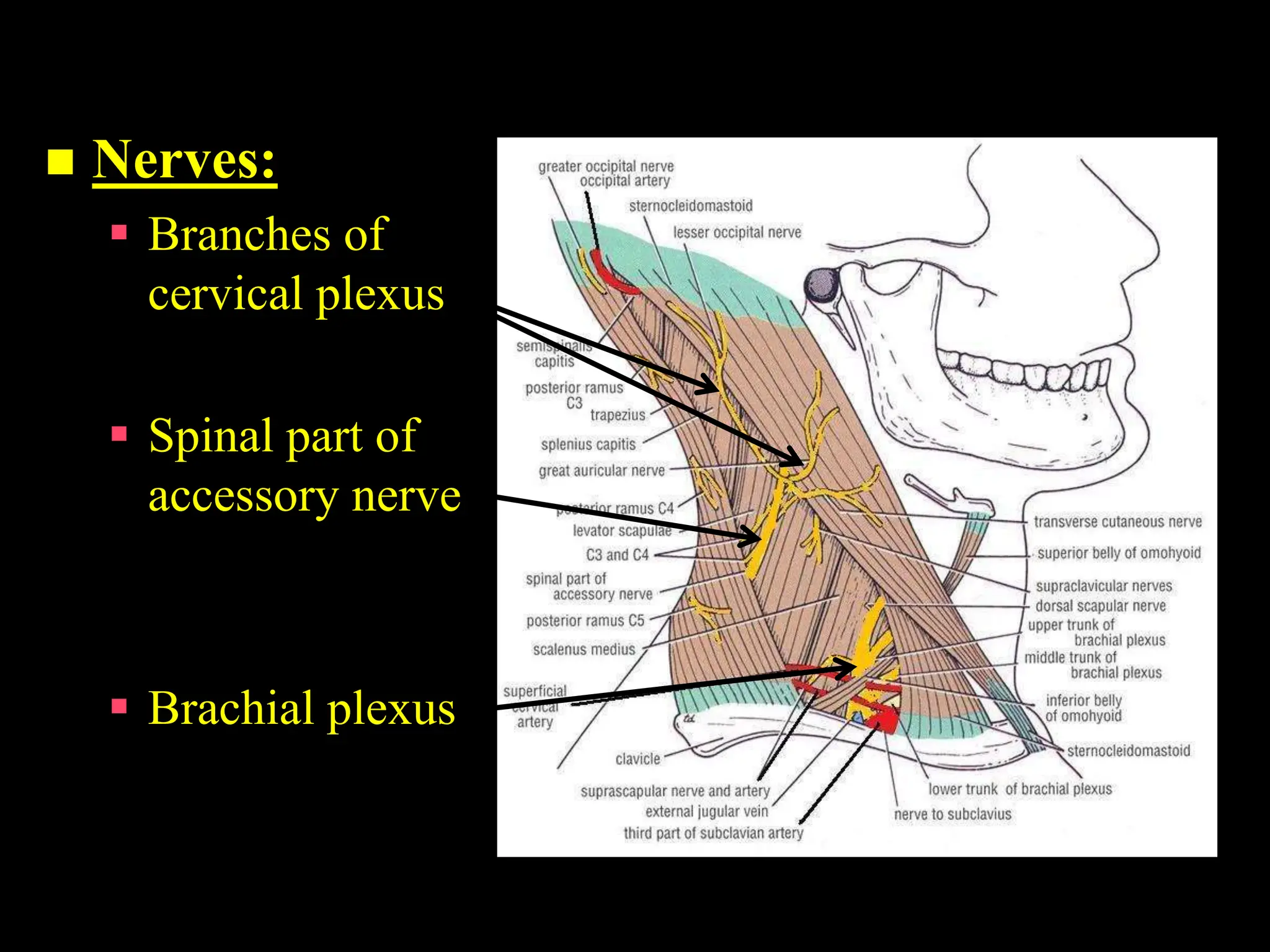 09. Posterior Tr iangle of the Neck.ppt