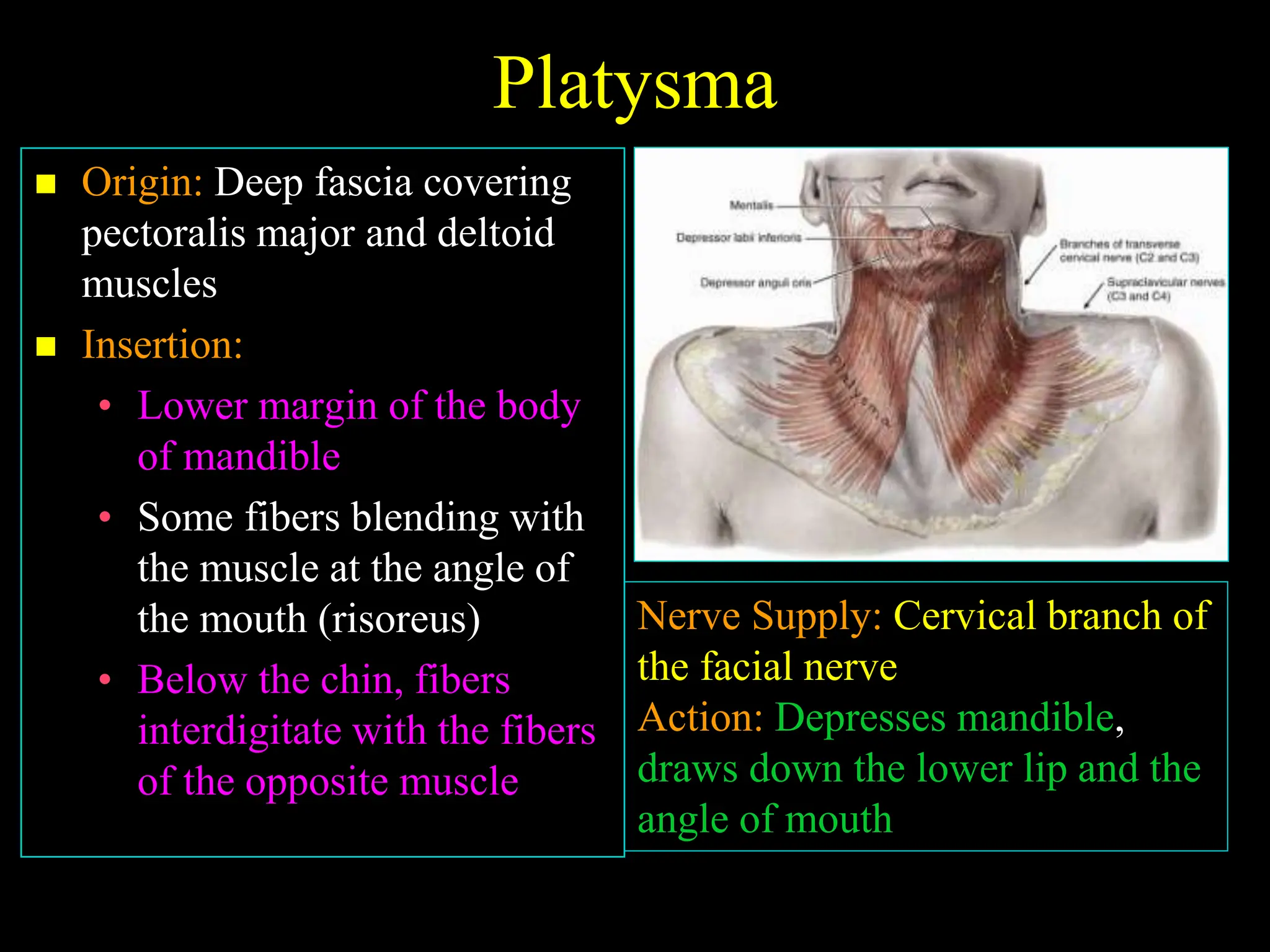 09. Posterior Tr iangle of the Neck.ppt