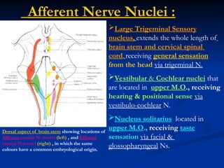Cranial Nerves and Cranial nerve nuclei.ppt