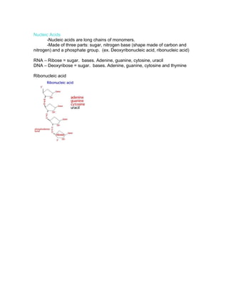 Nucleic Acids
       -Nucleic acids are long chains of monomers.
       -Made of three parts: sugar, nitrogen base (shape made of carbon and
nitrogen) and a phosphate group. (ex. Deoxyribonucleic acid, ribonucleic acid)

RNA – Ribose = sugar. bases. Adenine, guanine, cytosine, uracil
DNA – Deoxyribose = sugar. bases. Adenine, guanine, cytosine and thymine

Ribonucleic acid
 