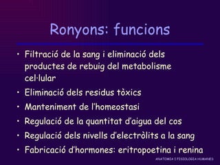Ronyons: funcions Filtració de la sang i eliminació dels productes de rebuig del metabolisme cel·lular Eliminació dels residus tòxics Manteniment de l’homeostasi Regulació de la quantitat d’aigua del cos Regulació dels nivells d’electròlits a la sang Fabricació d’hormones: eritropoetina i renina 