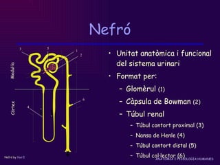 Nefró Unitat anatòmica i funcional del sistema urinari Format per: Glomèrul  (1) ‏ Càpsula de Bowman  (2) ‏ Túbul renal Túbul contort proximal (3) ‏ Nansa de Henle (4) ‏ Túbul contort distal (5) ‏ Túbul col·lector (6) ‏ 1 2 6 5 3 4 Nefró by  Yosi I Medul·la Còrtex 