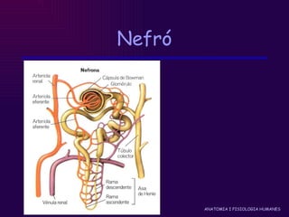 Nefró 