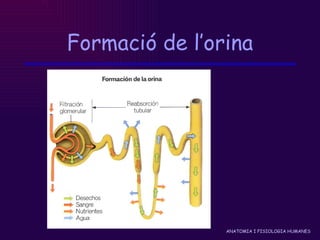 Formació de l’orina 
