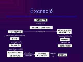 Excreció ALIMENTS APARELL DIGESTIU NUTRIENTS són digerits al que produeix RESIDUS NO ABSORBITS que són absorbits i passen a la SANG CÈL·LULES SUBSTÀNCIES  DE REBUIG que els porta a les els utilitzen, produint que constitueixen les FEMTES DEFECACIÓ APARELL EXCRETOR ORINA eliminades a  través de l’ en forma de eliminades per 