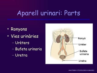 Aparell urinari: Parts Ronyons Vies urinàries Urèters Bufeta urinaria Uretra 