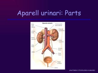Aparell urinari: Parts 