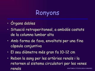 Ronyons Òrgans dobles Situació retroperitoneal, a ambdós costats de la columna lumbar alta  Amb forma de fava, envoltats per una fina càpsula conjuntiva El seu diàmetre més gran fa 10-12 cm Reben la sang per les artèries renals i la retornen al sistema circulatori per les venes renals 
