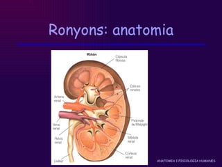 Ronyons: anatomia 
