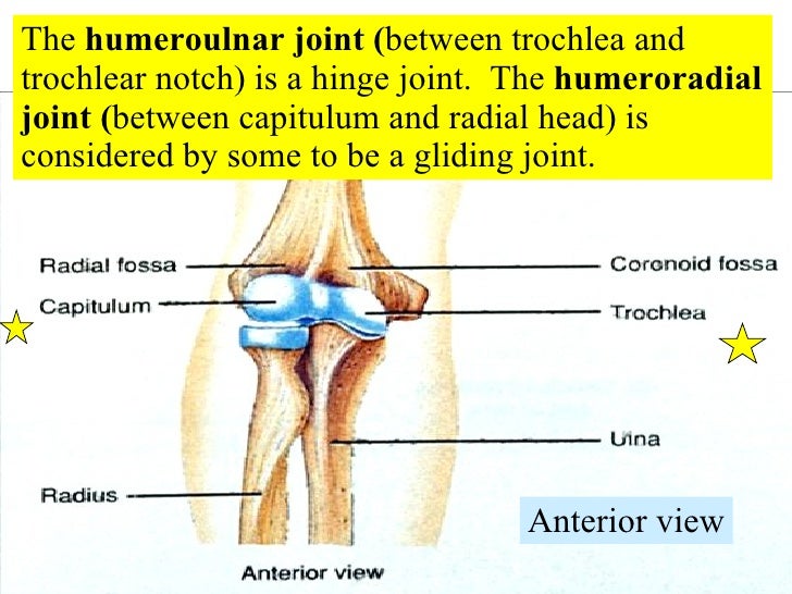 09 Articulations Selected Articulations In Depth