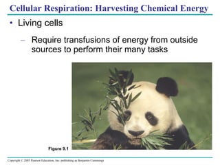Cellular Respiration: Harvesting Chemical Energy ,[object Object],[object Object],Figure 9.1 