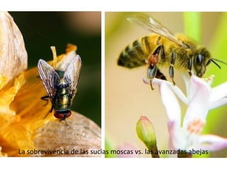 La sobrevivencia de las sucias moscas vs. las avanzadas abejas 