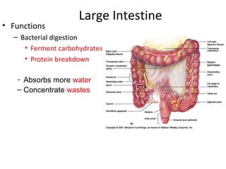 Large Intestine
• Functions
  – Bacterial digestion
     • Ferment carbohydrates
     • Protein breakdown

   – Absorbs more water
   – Concentrate wastes
 