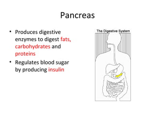Pancreas
• Produces digestive
  enzymes to digest fats,
  carbohydrates and
  proteins
• Regulates blood sugar
  by producing insulin
 