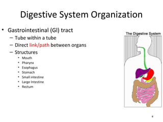 Digestive System Organization
• Gastrointestinal (Gl) tract
   – Tube within a tube
   – Direct link/path between organs
   – Structures
      •   Mouth
      •   Pharynx
      •   Esophagus
      •   Stomach
      •   Small intestine
      •   Large Intestine
      •   Rectum




                                          4
 