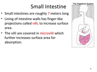 Small Intestine
• Small intestines are roughly 7 meters long
• Lining of intestine walls has finger-like
  projections called villi, to increase surface
  area.
• The villi are covered in microvilli which
  further increases surface area for
  absorption.




                                                  8
 