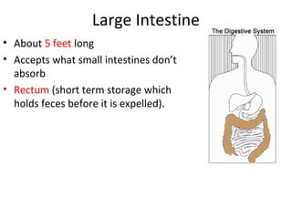 Large Intestine
• About 5 feet long
• Accepts what small intestines don’t
absorb
• Rectum (short term storage which
holds feces before it is expelled).
 