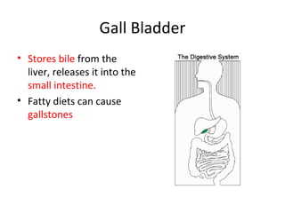 Gall Bladder
• Stores bile from the
liver, releases it into the
small intestine.
• Fatty diets can cause
gallstones
 