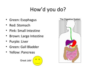 How’d you do?
• Green: Esophagus
• Red: Stomach
• Pink: Small Intestine
• Brown: Large Intestine
• Purple: Liver
• Green: Gall Bladder
• Yellow: Pancreas
Great Job!
 