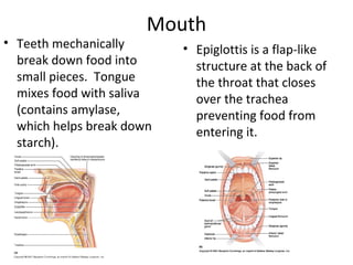 Mouth
• Teeth mechanically
break down food into
small pieces. Tongue
mixes food with saliva
(contains amylase,
which helps break down
starch).
• Epiglottis is a flap-like
structure at the back of
the throat that closes
over the trachea
preventing food from
entering it.
 