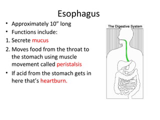 Esophagus
• Approximately 10” long
• Functions include:
1. Secrete mucus
2. Moves food from the throat to
the stomach using muscle
movement called peristalsis
• If acid from the stomach gets in
here that’s heartburn.
 