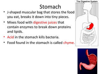 Stomach
• J-shaped muscular bag that stores the food
you eat, breaks it down into tiny pieces.
• Mixes food with digestive juices that
contain enzymes to break down proteins
and lipids.
• Acid in the stomach kills bacteria.
• Food found in the stomach is called chyme.
8
 