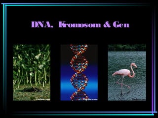 DNA, Kromosom & Gen 
 