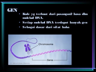 • Kode yg terbuat dari pasangan2 basa dlm 
molekul DNA. 
• Setiap molekul DNA terdapat banyak gen 
• Sebagai dasar dari sifat baka 
GEN 
 
