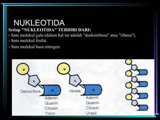 NUKLEOTIDA 
Setiap "NUKLEOTIDA" TERDIRI DARI: 
- Satu molekul gula (dalam hal ini adalah "deoksiribosa" atau "ribosa"). 
- Satu molekul fosfat. 
- Satu molekul basa nitrogen 
DNA RNA 
 