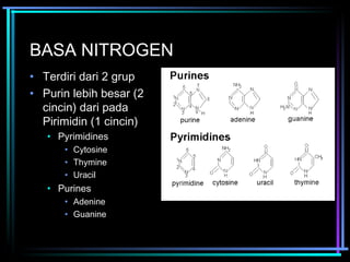 BASA NITROGEN 
• Terdiri dari 2 grup 
• Purin lebih besar (2 
cincin) dari pada 
Pirimidin (1 cincin) 
• Pyrimidines 
• Cytosine 
• Thymine 
• Uracil 
• Purines 
• Adenine 
• Guanine 
 
