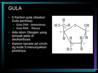 GULA 
• 5 Karbon gula (disebut 
Gula pentosa) 
• Gula DNA : deoksribosa 
• Gula RNA : Ribosa 
• Ada atom Oksigen yang 
tampak jelas di 
deoksiribosa 
• Karbon berada pd cincin 
dg kode 5 menunjukkan 
posisinya. 
 