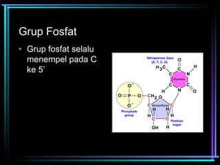 Grup Fosfat 
• Grup fosfat selalu 
menempel pada C 
ke 5’ 
 