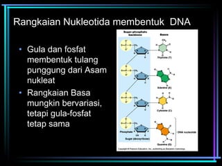 Rangkaian Nukleotida membentuk DNA 
• Gula dan fosfat 
membentuk tulang 
punggung dari Asam 
nukleat 
• Rangkaian Basa 
mungkin bervariasi, 
tetapi gula-fosfat 
tetap sama 
 