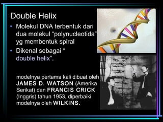 Double Helix 
• Molekul DNA terbentuk dari 
dua molekul “polynucleotida” 
yg membentuk spiral 
• Dikenal sebagai “ 
double helix”. 
modelnya pertama kali dibuat oleh 
JAMES D. WATSON (Amerika 
Serikat) dan FRANCIS CRICK 
(Inggris) tahun 1953, diperbaiki 
modelnya oleh WILKINS. 
 