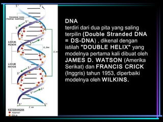 DNA 
terdiri dari dua pita yang saling 
terpilin (Double Stranded DNA 
= DS-DNA) , dikenal dengan 
istilah "DOUBLE HELIX" yang 
modelnya pertama kali dibuat oleh 
JAMES D. WATSON (Amerika 
Serikat) dan FRANCIS CRICK 
(Inggris) tahun 1953, diperbaiki 
modelnya oleh WILKINS. 
 
