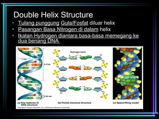 Double Helix Structure 
• Tulang punggung Gula/Fosfat diluar helix 
• Pasangan Basa Nitrogen di dalam helix 
• Ikatan Hydrogen diantara basa-basa memegang ke 
dua benang DNA 
 