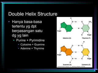 Double Helix Structure 
• Hanya basa-basa 
tertentu yg dpt 
berpasangan satu 
dg yg lain 
• Purine + Pyrimidine 
• Cytosine + Guanine 
• Adenine + Thymine 
 